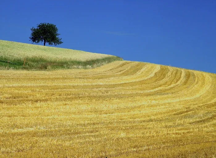 Gerahmter Druck : Maisfeld mit Baum