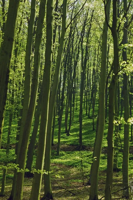 Gerahmter Druck : Laubwald im Frühling.