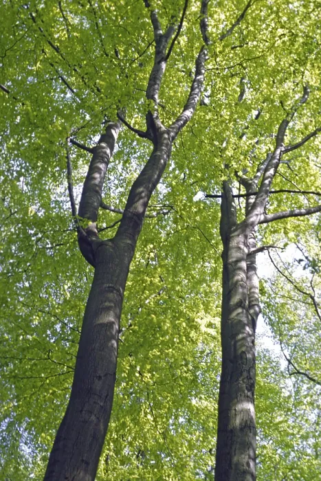 Gerahmter Druck : Laubbäume, Laubwald, Frühling. Gerahmter Druck : Laubbäume, Laubwald, Frühling.