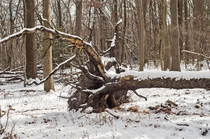Gerahmter Druck : Sturz des Windbaums im Winterwald. Gerahmter Druck : Sturz des Windbaums im Winterwald.