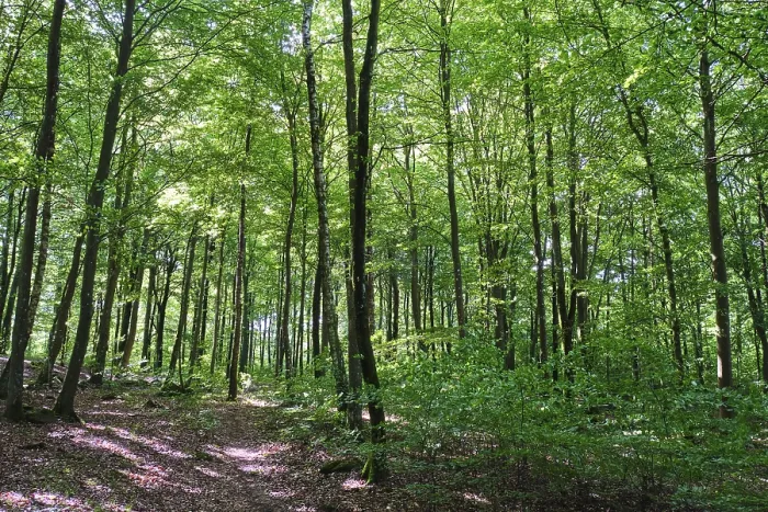 Gerahmter Druck : Wald mit Kupferbeechen, Söderåsen.