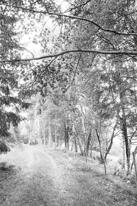 Gerahmter Druck : Waldbahn. Ein schattiger Waldweg führt durch das dichte Blätterdach Gerahmter Druck : Waldbahn. Ein schattiger Waldweg führt durch das dichte Blätterdach