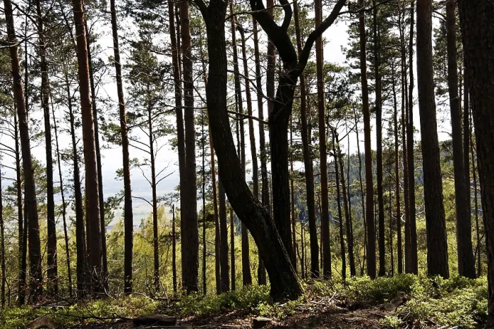 Gerahmter Druck : Wald im Frühling. Gerahmter Druck : Wald im Frühling.