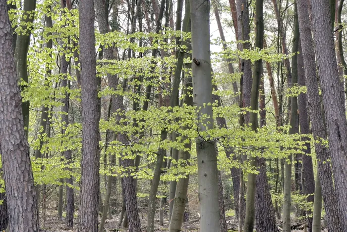 Gerahmter Druck : Wald im Frühling Gerahmter Druck : Wald im Frühling