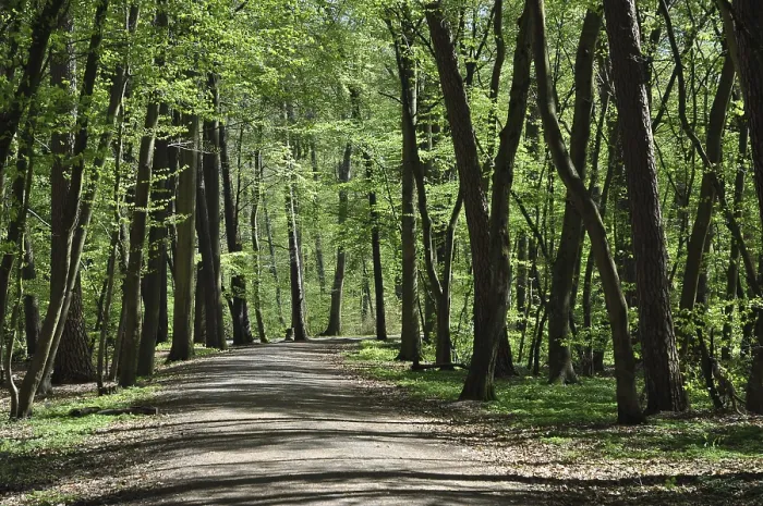 Gerahmter Druck : Waldweg im Frühling Gerahmter Druck : Waldweg im Frühling