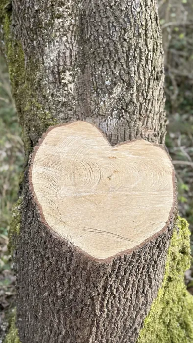 Gerahmter Druck : Herzförmigkeit, Baumabschnitt, Baumwurzel Gerahmter Druck : Herzförmigkeit, Baumabschnitt, Baumwurzel