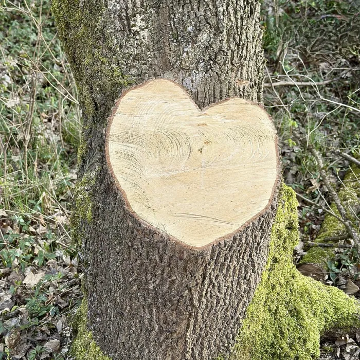 Gerahmter Druck : Herzförmigkeit, Baumabschnitt, Wurzel des Baumes Gerahmter Druck : Herzförmigkeit, Baumabschnitt, Wurzel des Baumes