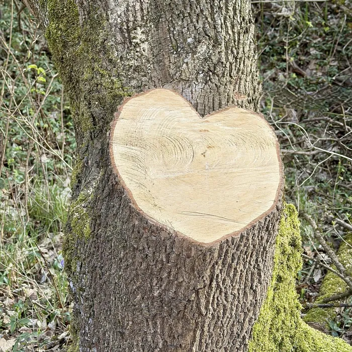 Gerahmter Druck : Herzförmigkeit, Baumabschnitt, Baumwurzel Gerahmter Druck : Herzförmigkeit, Baumabschnitt, Baumwurzel