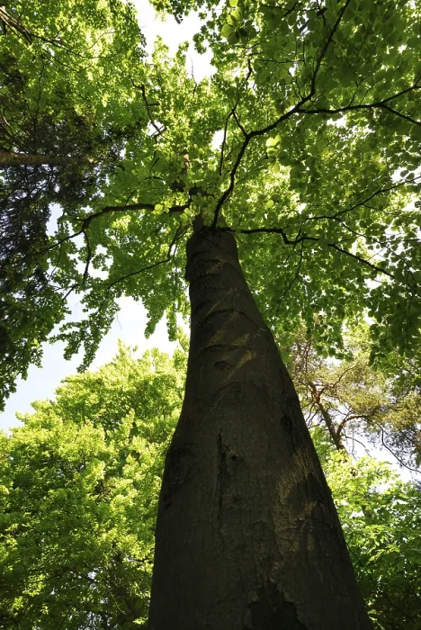 Gerahmter Druck : Ein riesiger Buchenbaum im Wald. Gerahmter Druck : Ein riesiger Buchenbaum im Wald.