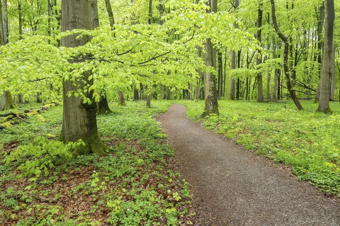 Gerahmter Druck : Weg durch Kupferbeechwald.