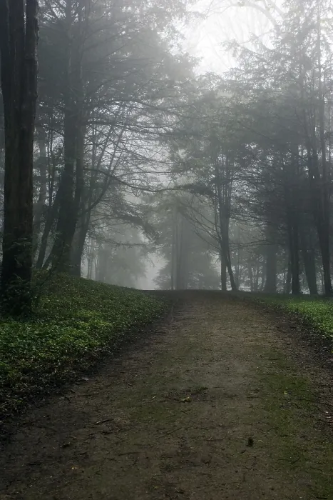 Gerahmter Druck : Weg durch den Wald, Nebel. Gerahmter Druck : Weg durch den Wald, Nebel.