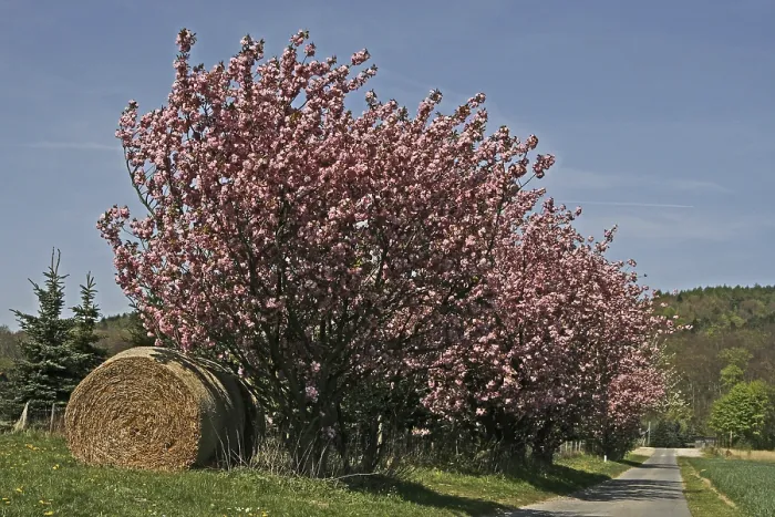 Gerahmter Druck : Prunus, Kirschenbaum Gerahmter Druck : Prunus, Kirschenbaum