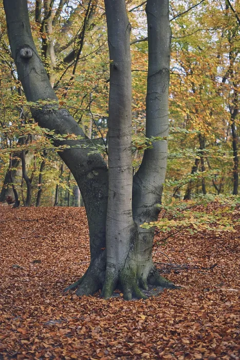 Gerahmter Druck : Ein einzelner Baum im Wald während des Herbstes. Gerahmter Druck : Ein einzelner Baum im Wald während des Herbstes.