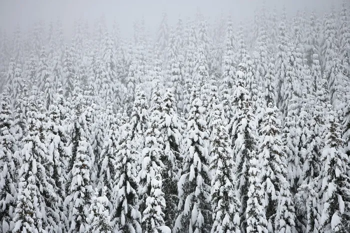 Gerahmter Druck : Schneebedeckter Wald in Norwegen. Gerahmter Druck : Schneebedeckter Wald in Norwegen.