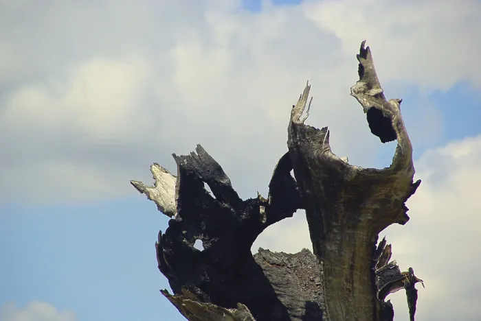 Gerahmter Druck : Baum tot, Baum tot. Gerahmter Druck : Baum tot, Baum tot.