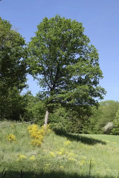Gerahmter Druck : Baum am Rande des Waldes. Gerahmter Druck : Baum am Rande des Waldes.