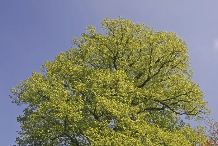 Gerahmter Druck : Baum im Frühling Gerahmter Druck : Baum im Frühling