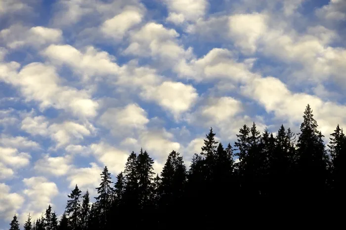 Gerahmter Druck : Bäume und Wolken. Gerahmter Druck : Bäume und Wolken.