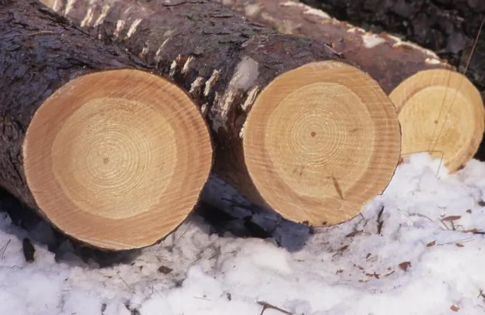 Gerahmter Druck : Baumstämme Gerahmter Druck : Baumstämme