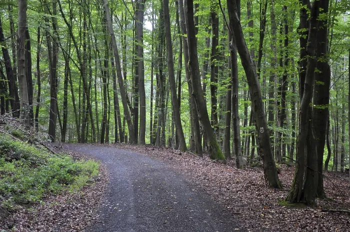 Gerahmter Druck : Waldweg Gerahmter Druck : Waldweg