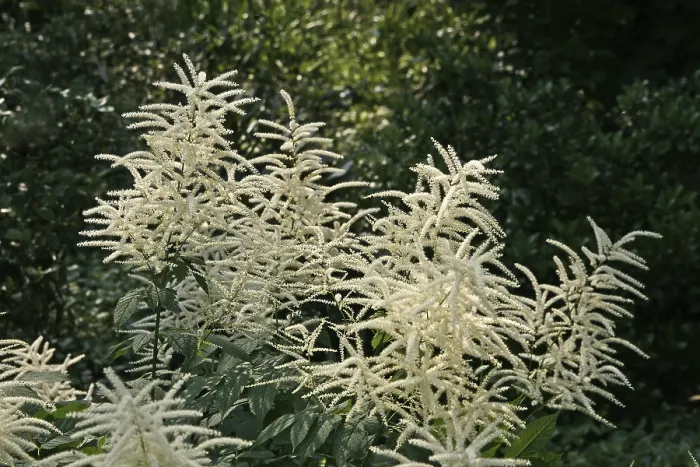 Gerahmter Druck : Aruncus dioicus, Bocksbart Gerahmter Druck : Aruncus dioicus, Bocksbart