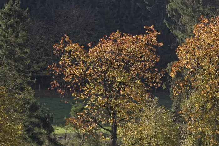 Gerahmter Druck : Kirschenbaum im Oktober, Holperdorp. Gerahmter Druck : Kirschenbaum im Oktober, Holperdorp.