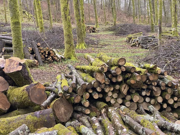 Gerahmter Druck : Forstwirtschaft, Forstbetrieb Gerahmter Druck : Forstwirtschaft, Forstbetrieb