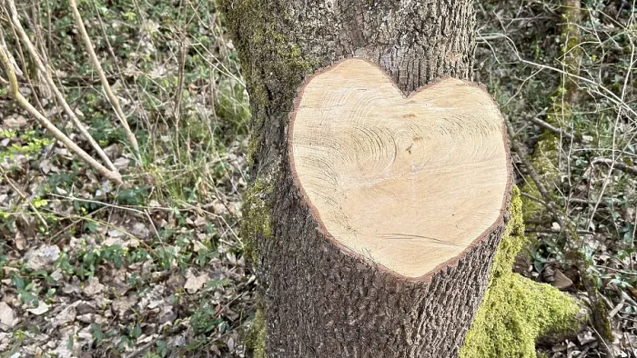 Gerahmter Druck : Herzförmigkeit, Baumabschnitt, Baumwurzel Gerahmter Druck : Herzförmigkeit, Baumabschnitt, Baumwurzel