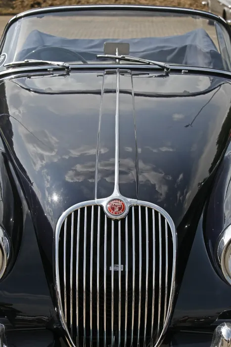 Gerahmter Druck : Jaguar