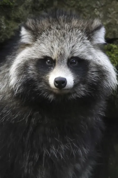 Gerahmter Druck : Tanuki
