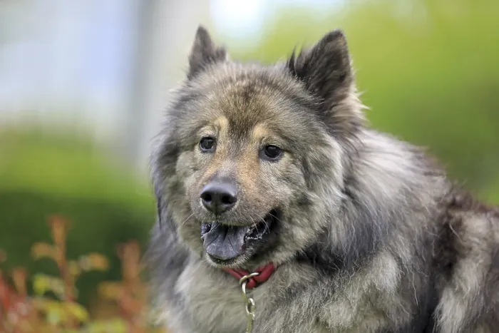 Gerahmter Druck : Eurasier Gerahmter Druck : Eurasier