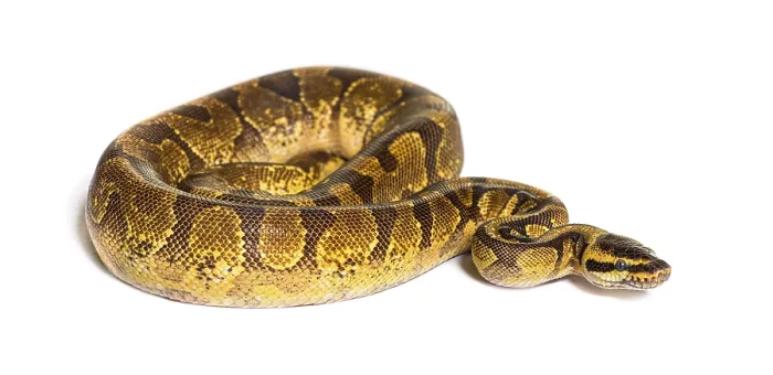Gerahmter Druck : Ballpython, Python regius, auf weißem Hintergrund isoliert. Gerahmter Druck : Ballpython, Python regius, auf weißem Hintergrund isoliert.
