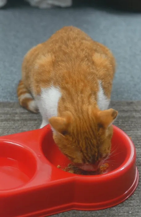 Gerahmter Druck : Kat isst Essen.