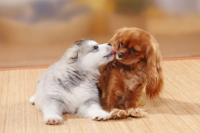Gerahmter Druck : Cavalier King Charles Spaniel, Rubin. Gerahmter Druck : Cavalier King Charles Spaniel, Rubin.