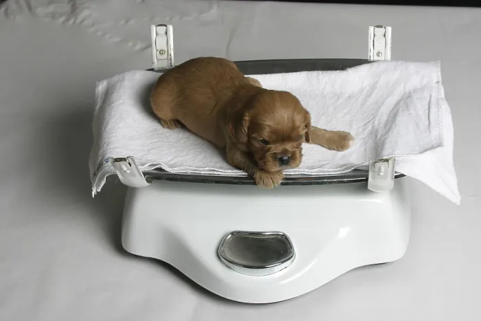 Gerahmter Druck : Cavalier King Charles Spaniel, Rubin. Gerahmter Druck : Cavalier King Charles Spaniel, Rubin.