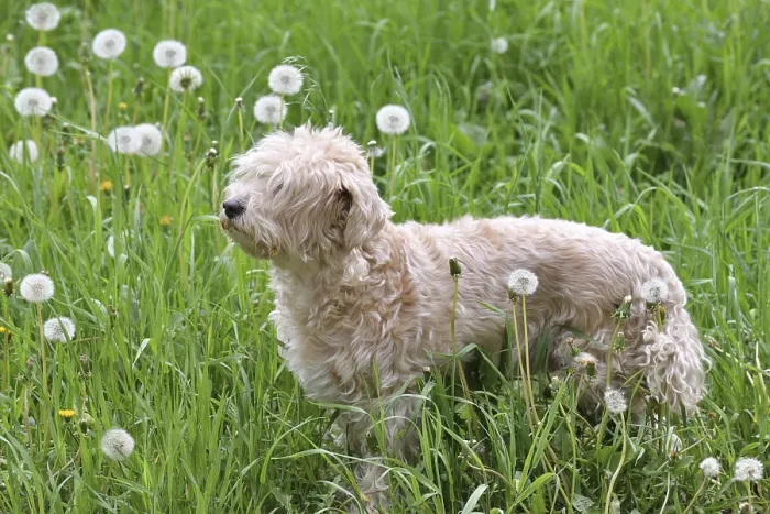 Gerahmter Druck : Cockapoo ist eine Kreuzung zwischen einem Cocker Spaniel und einem Pudel. Gerahmter Druck : Cockapoo ist eine Kreuzung zwischen einem Cocker Spaniel und einem Pudel.