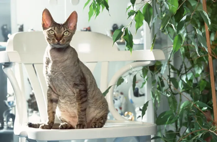 Gerahmter Druck : Devon Rex Kat auf Stuhl, Devon Rex Gerahmter Druck : Devon Rex Kat auf Stuhl, Devon Rex