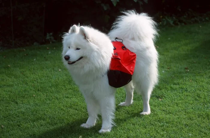 Gerahmter Druck : Samojede mit Rucksack Gerahmter Druck : Samojede mit Rucksack