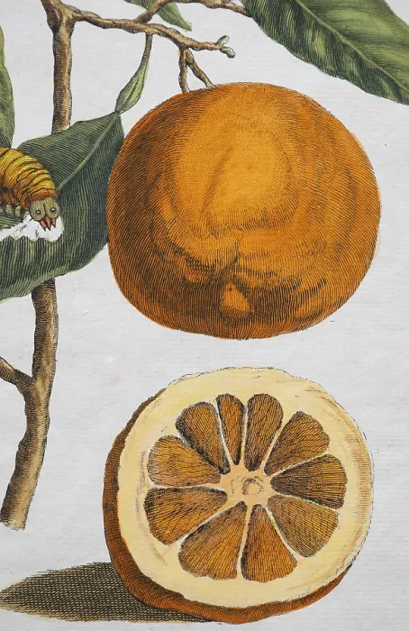 Gerahmter Druck : Die Verwandlung der Orangenblüte in Frucht Gerahmter Druck : Die Verwandlung der Orangenblüte in Frucht