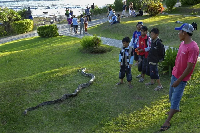Gerahmter Druck : Python (Pythoninae) am Tana Lot-Tempel.