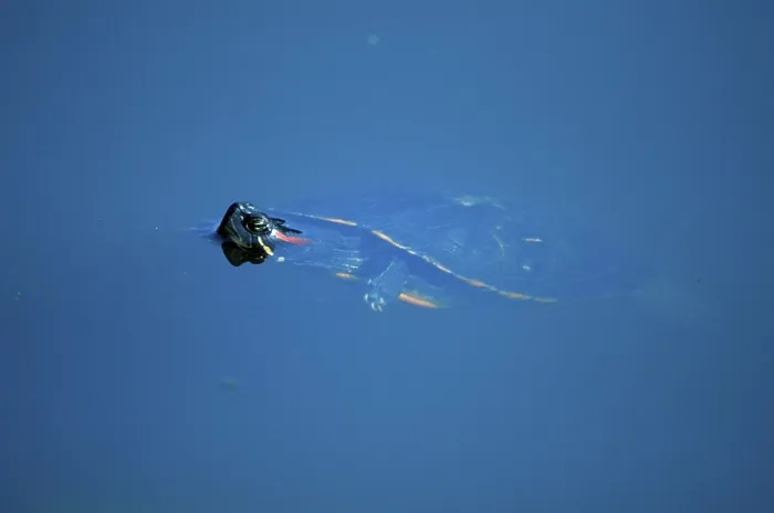 Gerahmter Druck : Rotkappentorte (Trachemys scripta elegans) (Pseudemys scripta elegans)