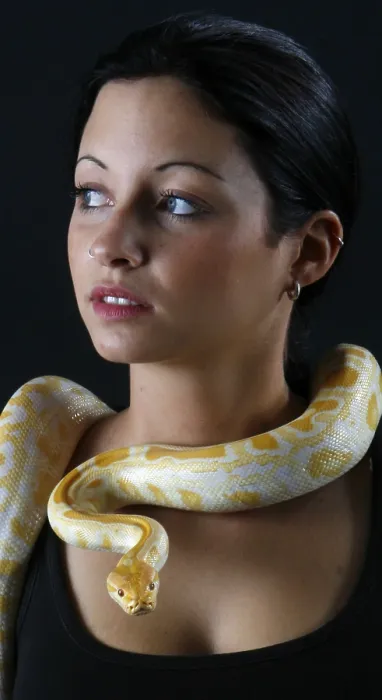 Gerahmter Druck : Frau mit indischem Python (Python molurus), Albinoschlangen Gerahmter Druck : Frau mit indischem Python (Python molurus), Albinoschlangen