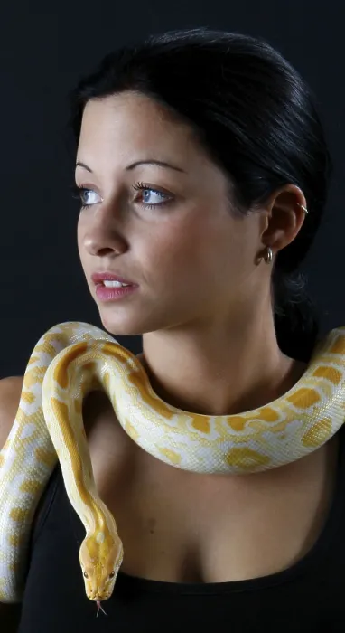 Gerahmter Druck : Frau mit indischem Python (Python molurus), Albinoschlangen Gerahmter Druck : Frau mit indischem Python (Python molurus), Albinoschlangen