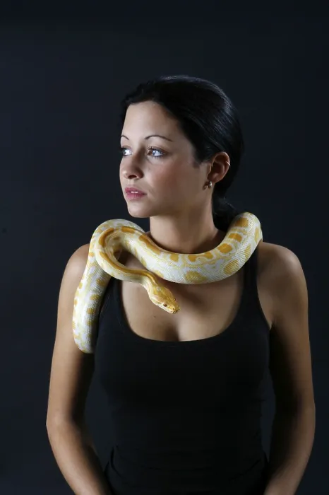 Gerahmter Druck : Frau mit indischem Python (Python molurus), Albinoschlangen Gerahmter Druck : Frau mit indischem Python (Python molurus), Albinoschlangen