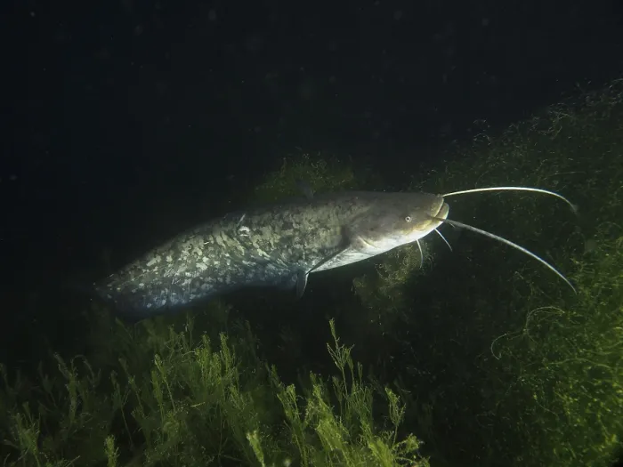 Gerahmter Druck : Katzenfisch (Silurus glanis), Katzenfisch. Gerahmter Druck : Katzenfisch (Silurus glanis), Katzenfisch.