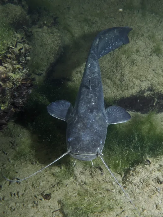 Gerahmter Druck : Ein Wels (Silurus glanis), Wels. Gerahmter Druck : Ein Wels (Silurus glanis), Wels.