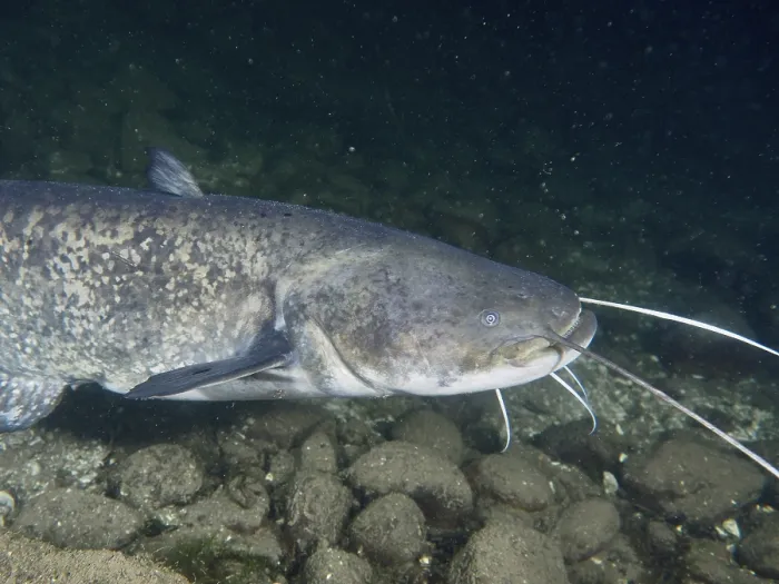 Gerahmter Druck : Ein Wels (Silurus glanis), Waller. Gerahmter Druck : Ein Wels (Silurus glanis), Waller.