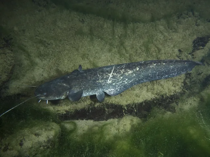 Gerahmter Druck : Ein Wels (Silurus glanis), Waller. Gerahmter Druck : Ein Wels (Silurus glanis), Waller.