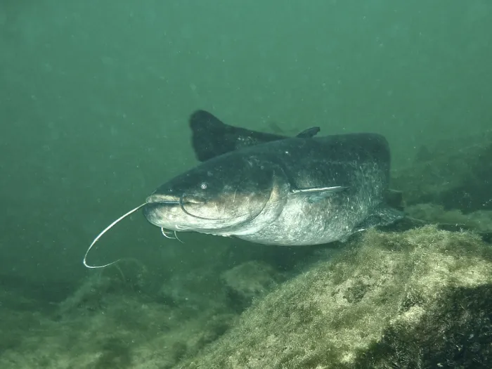 Gerahmter Druck : Ein Wels (Silurus glanis), Waller. Gerahmter Druck : Ein Wels (Silurus glanis), Waller.