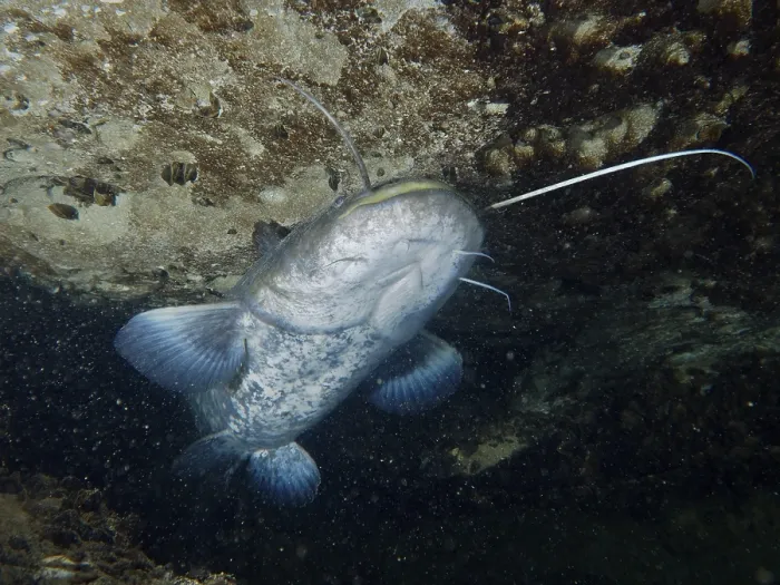 Gerahmter Druck : Ein Wels (Silurus glanis), Waller. Gerahmter Druck : Ein Wels (Silurus glanis), Waller.